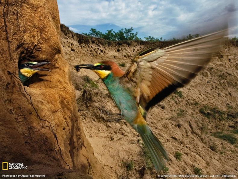    National Geographic (32 )