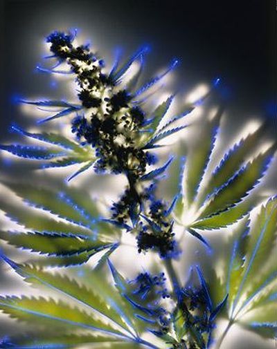 Растения под электричеством (15 фото)