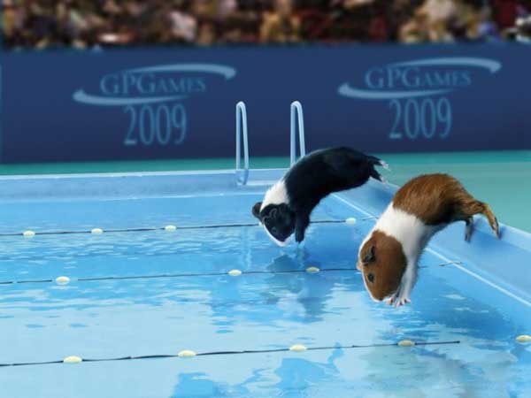 Морские свинки в большом спорте (9 фото)