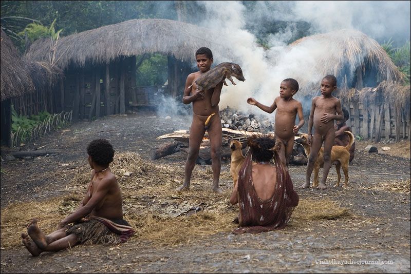 Как живут современные папуасы (52 фото + текст)