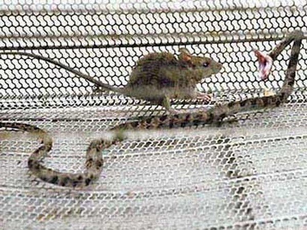 Храбрая мышь (2 фото)