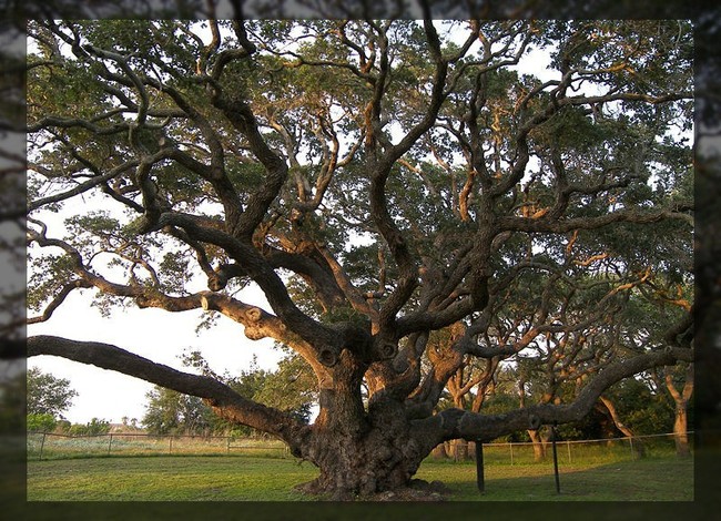 Деревья-гиганты (73 фото)